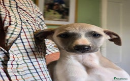 Whippet dogs for sale: Kc reg whippet litter.  male & female available - Image 36