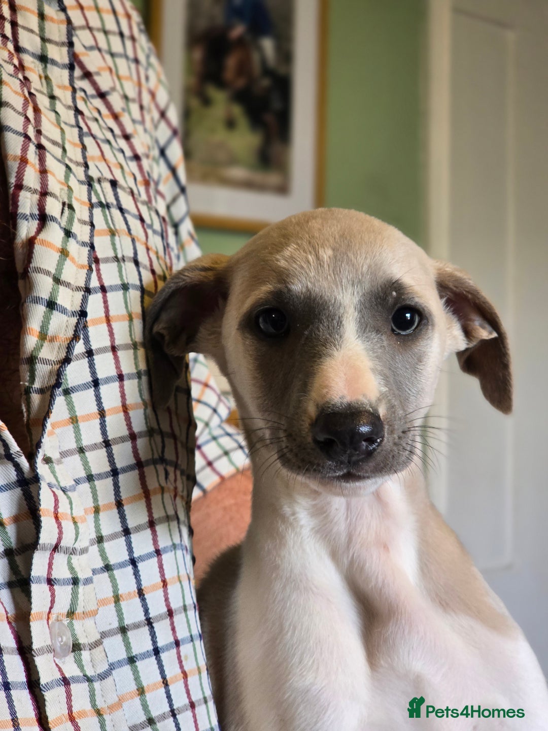 Whippet dogs for sale: Kc reg whippet litter.  male & female available - Image 36