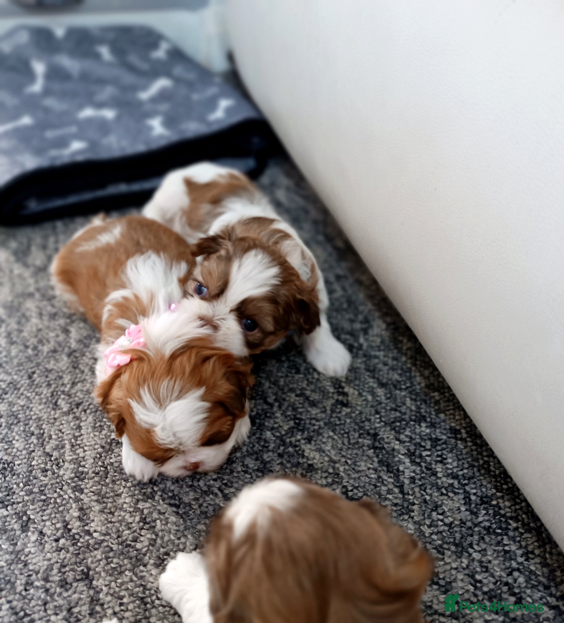 Shih Tzu dogs Adorable Purebred Shih Tzu Puppies - Advert 12