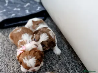 Shih Tzu dogs Adorable Purebred Shih Tzu Puppies - Advert 12