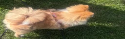 Pomeranian dogs for sale: 6 month old Pomeranian puppy  in London - Advert 2
