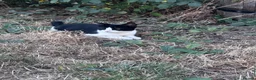 Mixed Breed cats for sale: 2 Adorable Kittens in Hornchurch - Advert 7