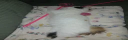 Mixed Breed cats for sale: Female kitten seeking new home  - Advert 24