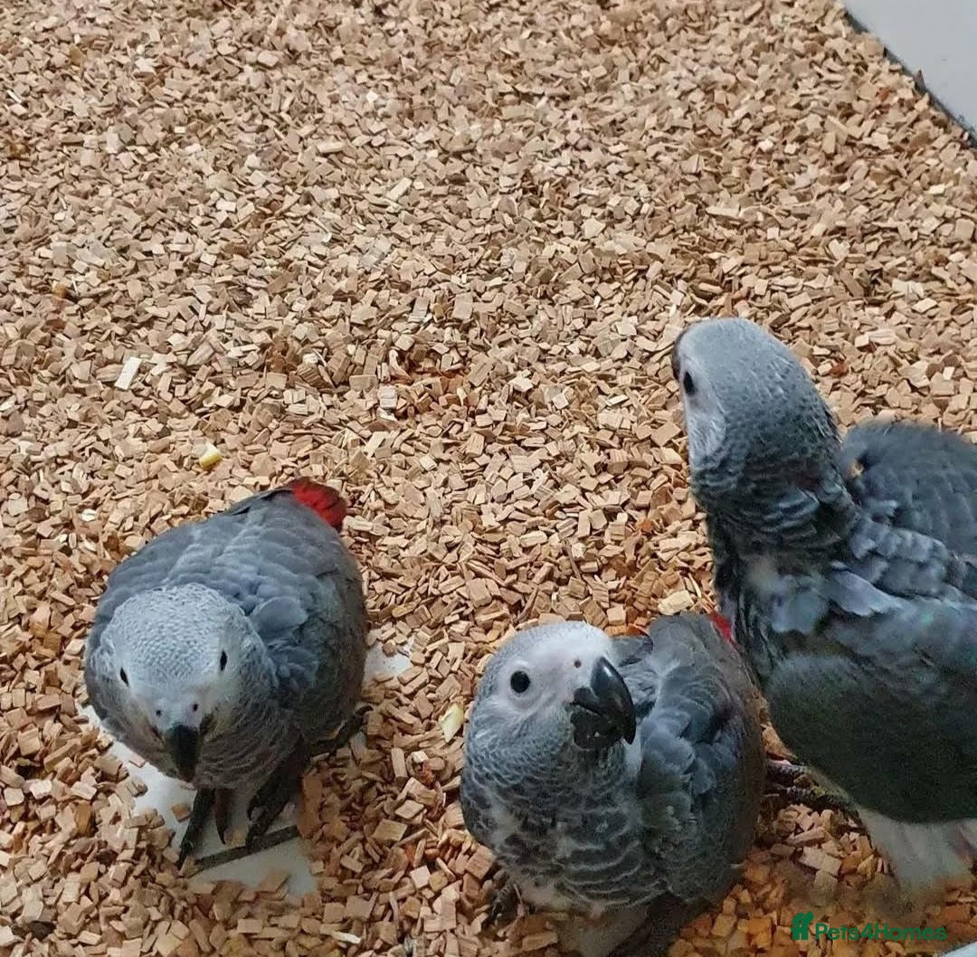 Parrots birds Bright Red Congo African Grey Parrot for sale  - Advert 2