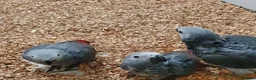 Parrots birds for sale: Bright Red Congo African Grey Parrot for sale  in Birmingham - Advert 1