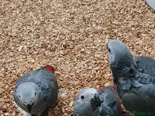 Parrots birds Bright Red Congo African Grey Parrot for sale - Advert 2