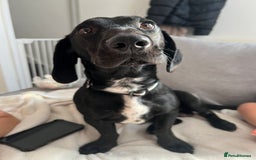 Mixed Breed dogs for sale: Dachshund Crossbreed  - Image 3