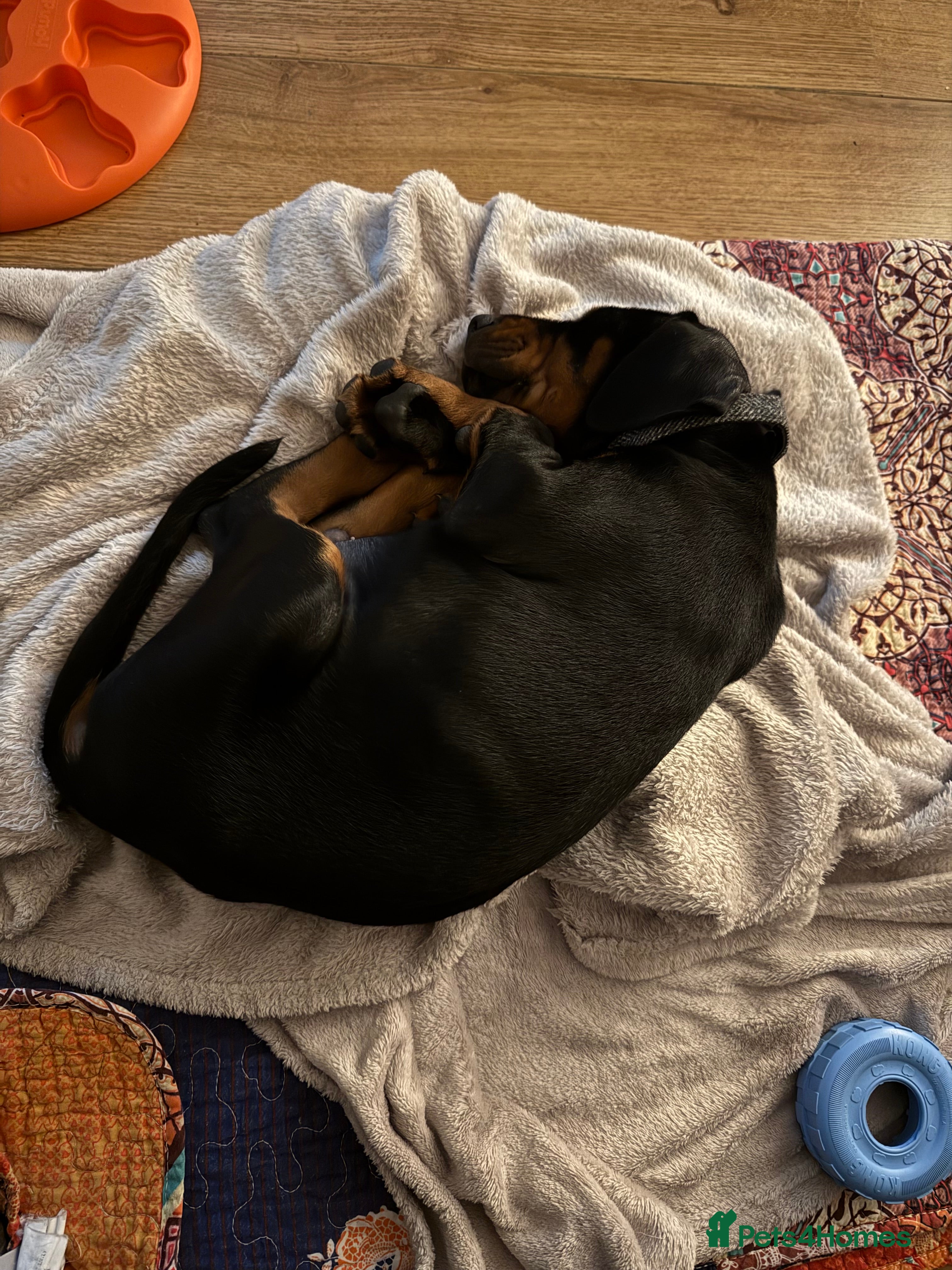 Dobermann dogs 10 Week Doberman Puppy Microchipped & Vaccinated - Advert 10