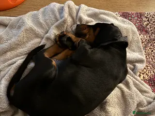 Dobermann dogs 10 Week Doberman Puppy Microchipped & Vaccinated - Advert 10