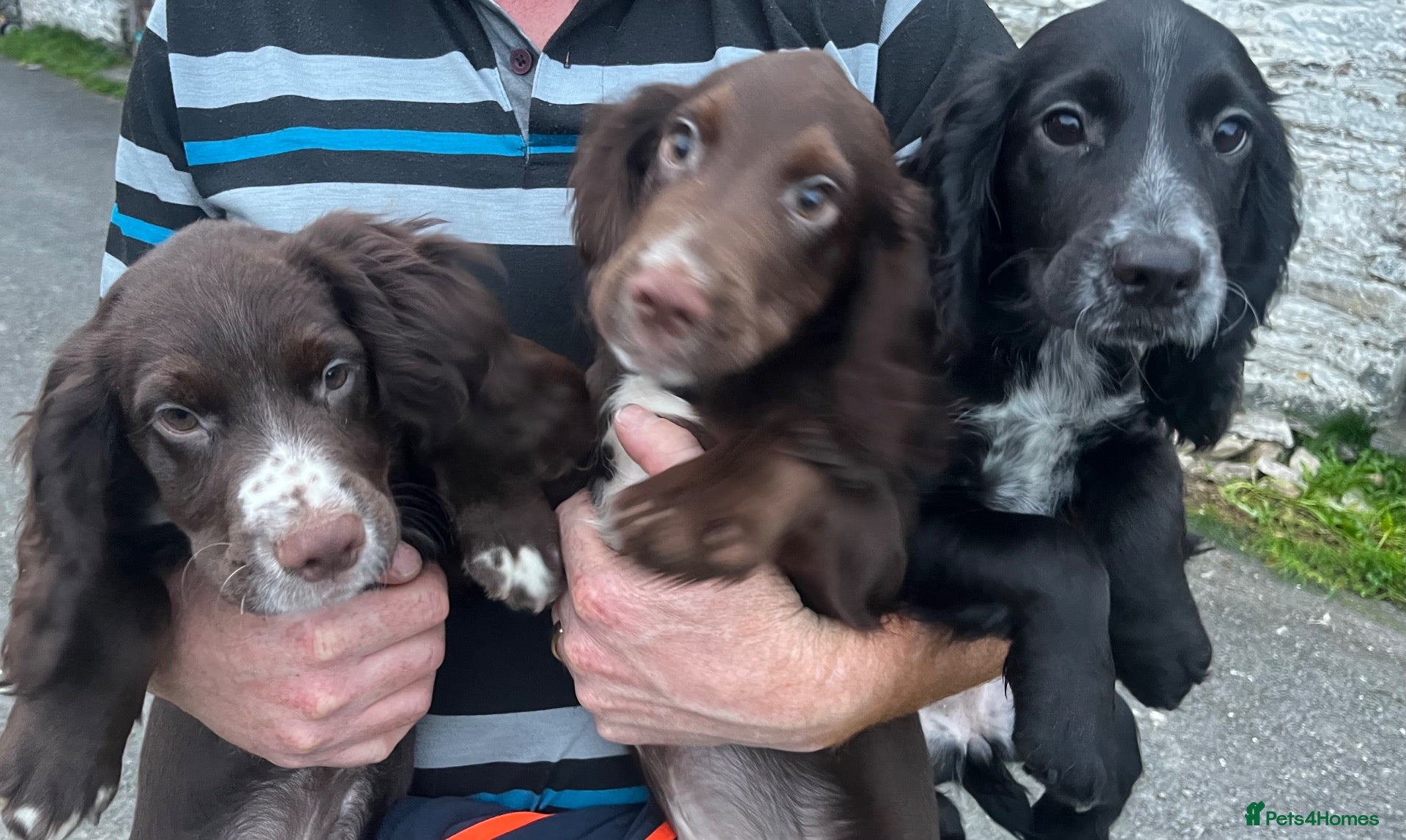 Cocker Spaniel dogs KC reg cocker spaniels ready now!!! - Advert 1