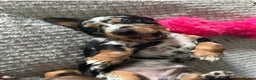 Dachshund dogs for stud: Miniature Daschund for Stud in York - Advert 19