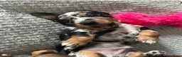 Dachshund dogs for stud: Miniature Daschund for Stud in York - Advert 19