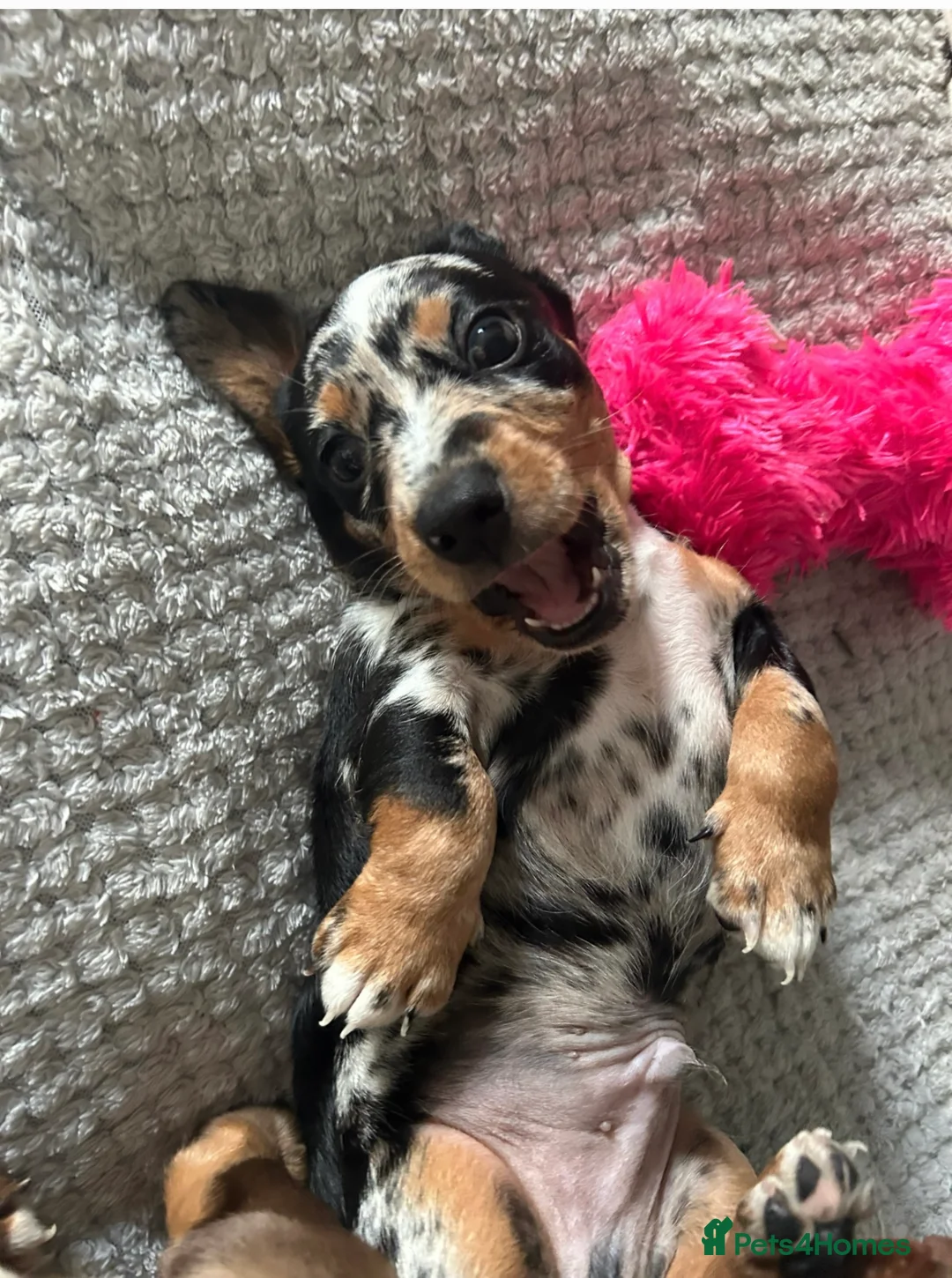 Dachshund dogs for stud: Miniature Daschund for Stud in York - Advert 19