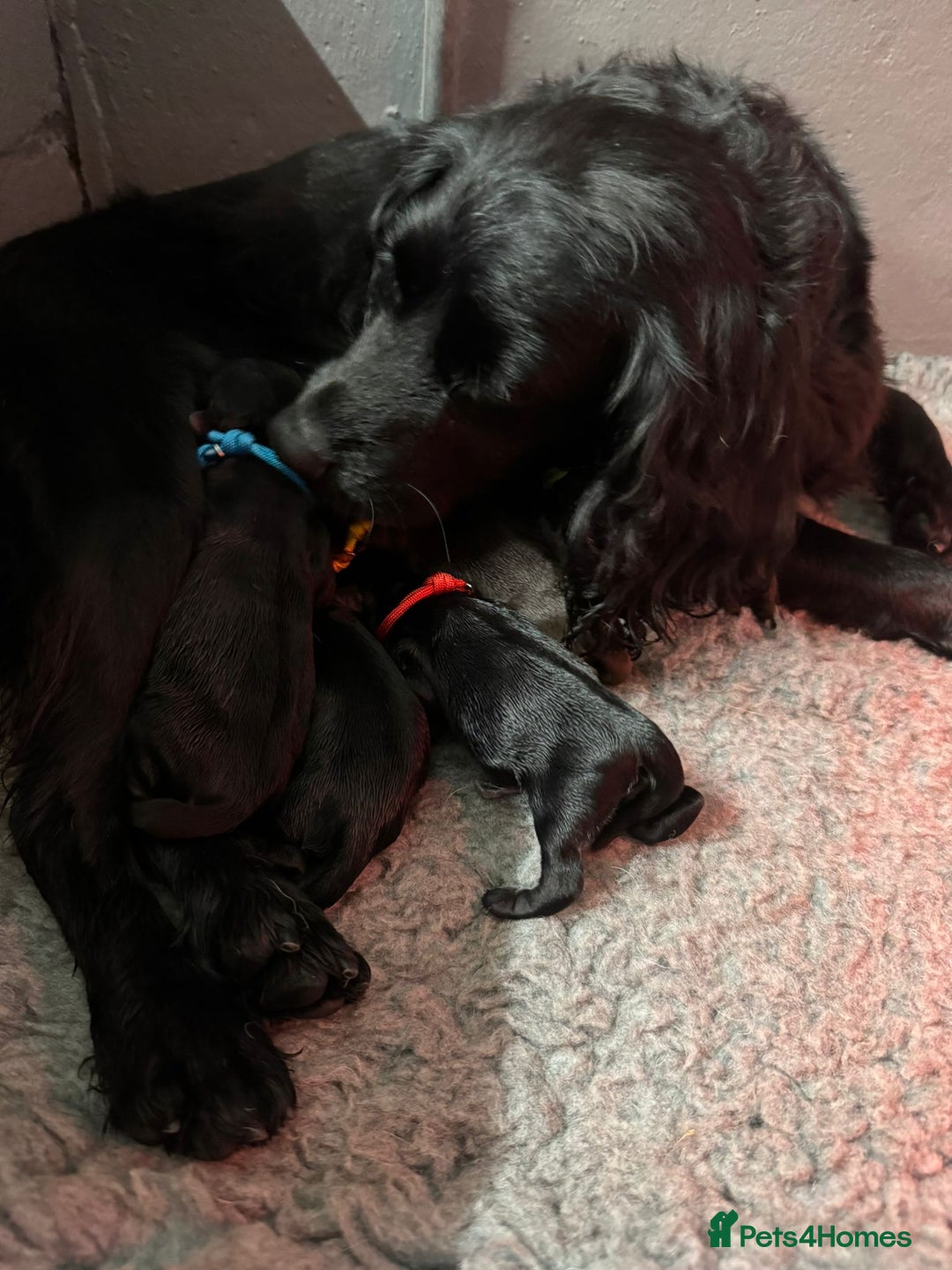 Cocker Spaniel dogs for sale: Gorgeous Cockers  - Farlavale x Muzmurray - Advert 5