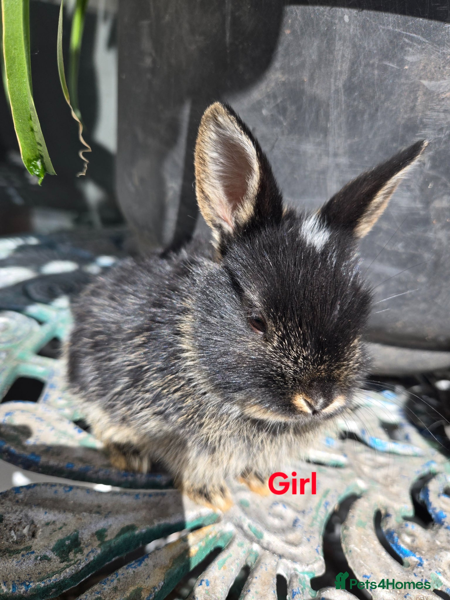 Lionhead rabbits Cutest Pure lionhead and lionhead French lop - Advert 2