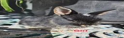 Lionhead rabbits for sale: Cutest Pure lionhead and lionhead French lop - Advert 2