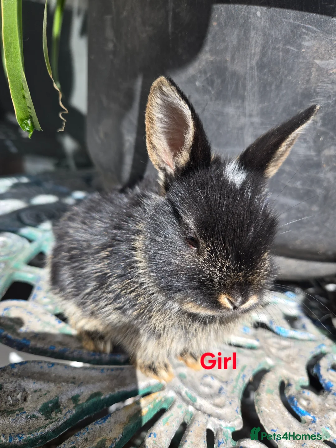 Lionhead rabbits for sale: Cutest Pure lionhead and lionhead French lop - Advert 2