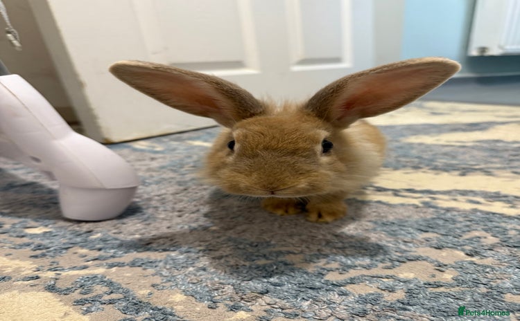 Mixed Breed rabbits - Advert 4
