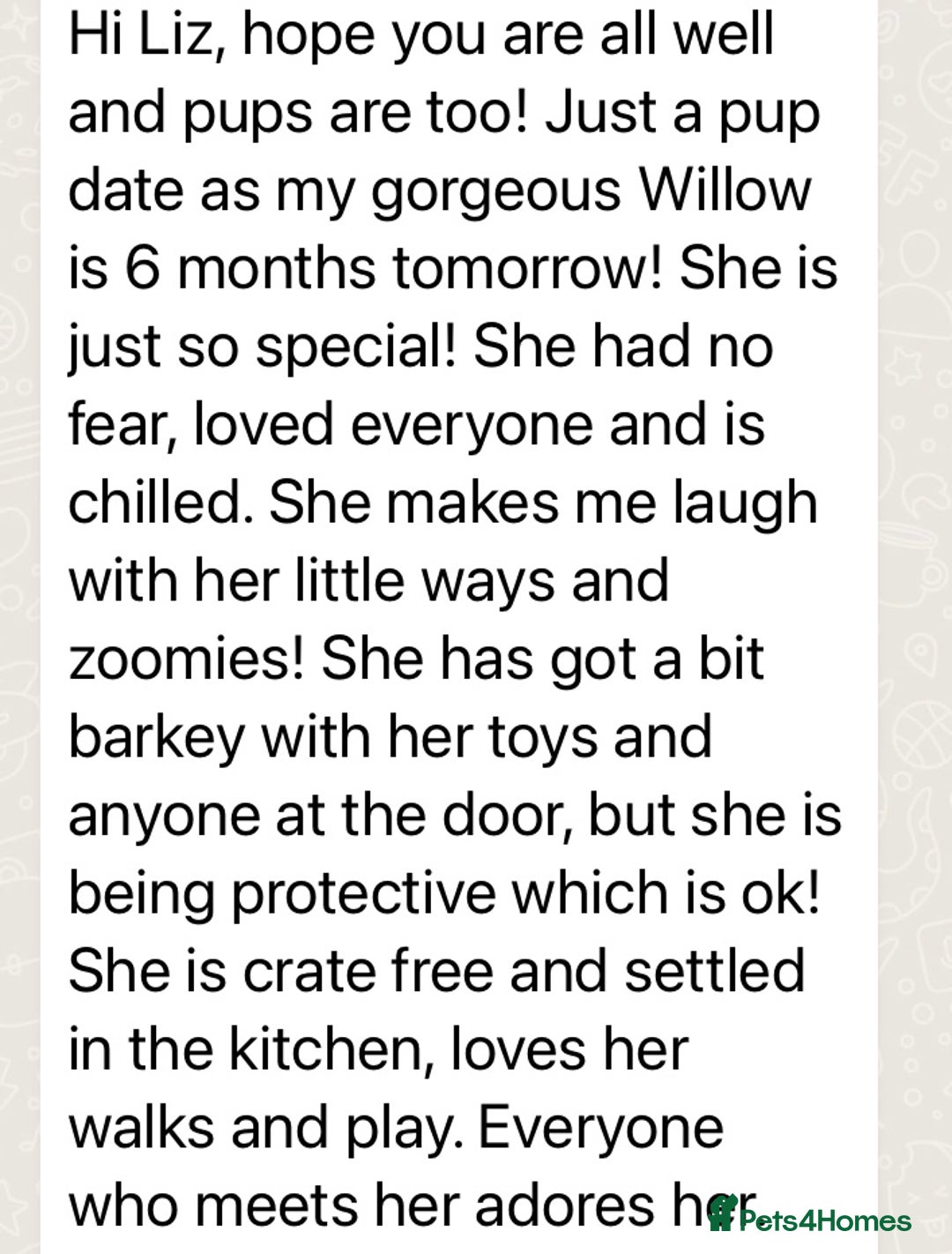 Cavapoo dogs for sale:  GORGEOUS EXTENSIVELY HEALTH TESTED TOY CAVAPOOS - Image 25