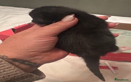 Mixed Breed cats for sale: Kittens for sale - Advert 2