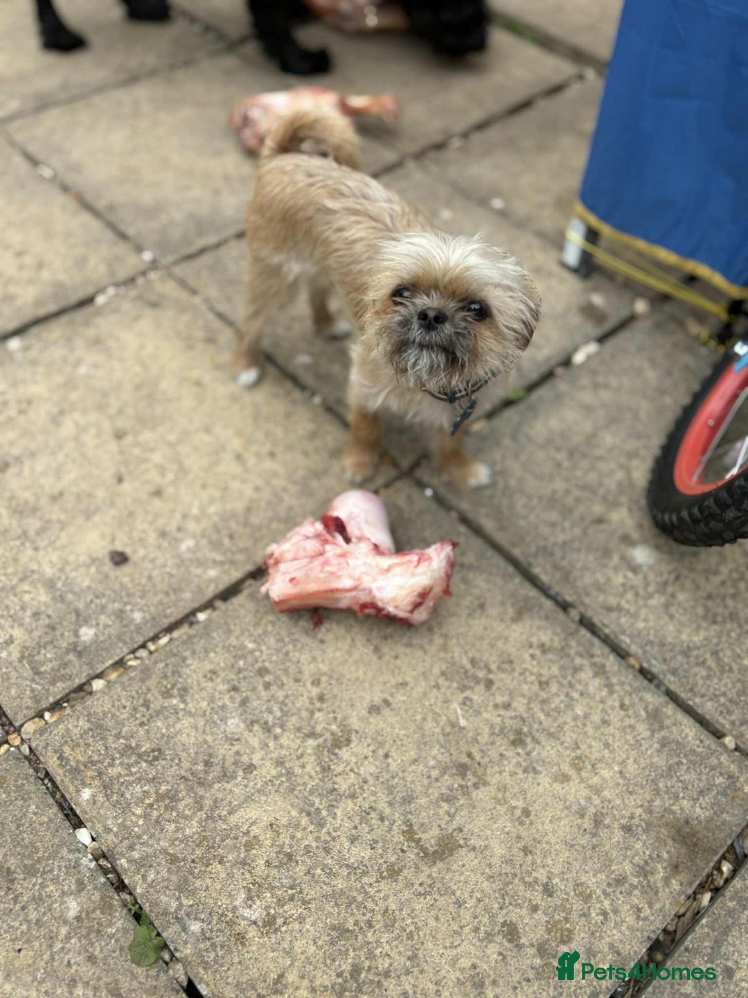 Mixed Breed dogs for sale: 1 YR OLD MALE SHIH TZU CROSS CHI FOR REHOME - Advert 2