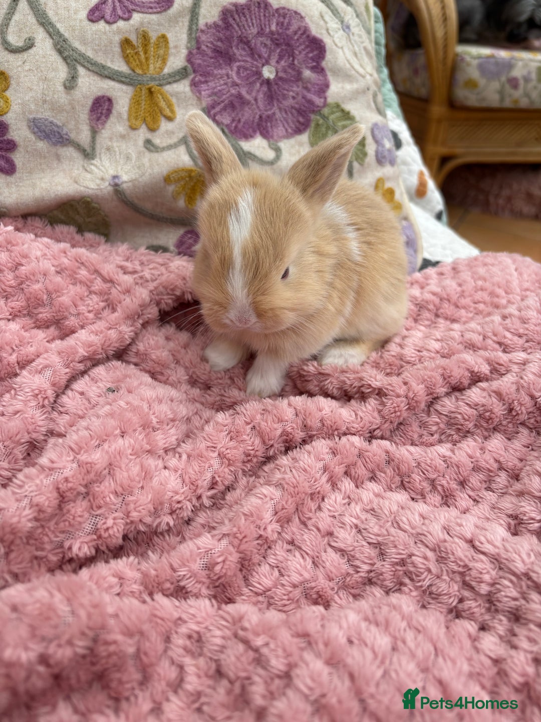 Mini Lop rabbits for sale: Indoor raised Mini Lops in Abergavenny - Image 5