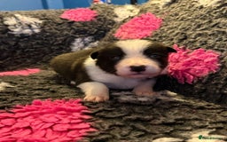 Border Collie dogs for sale: 6 stunning border collie puppies  - Image 2