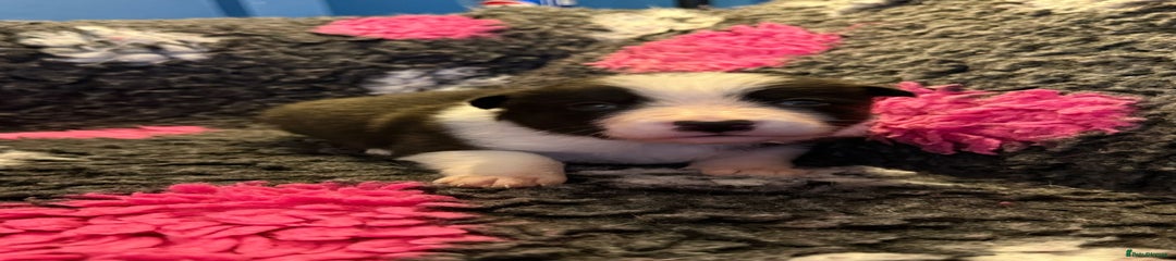 Border Collie Puppy 1