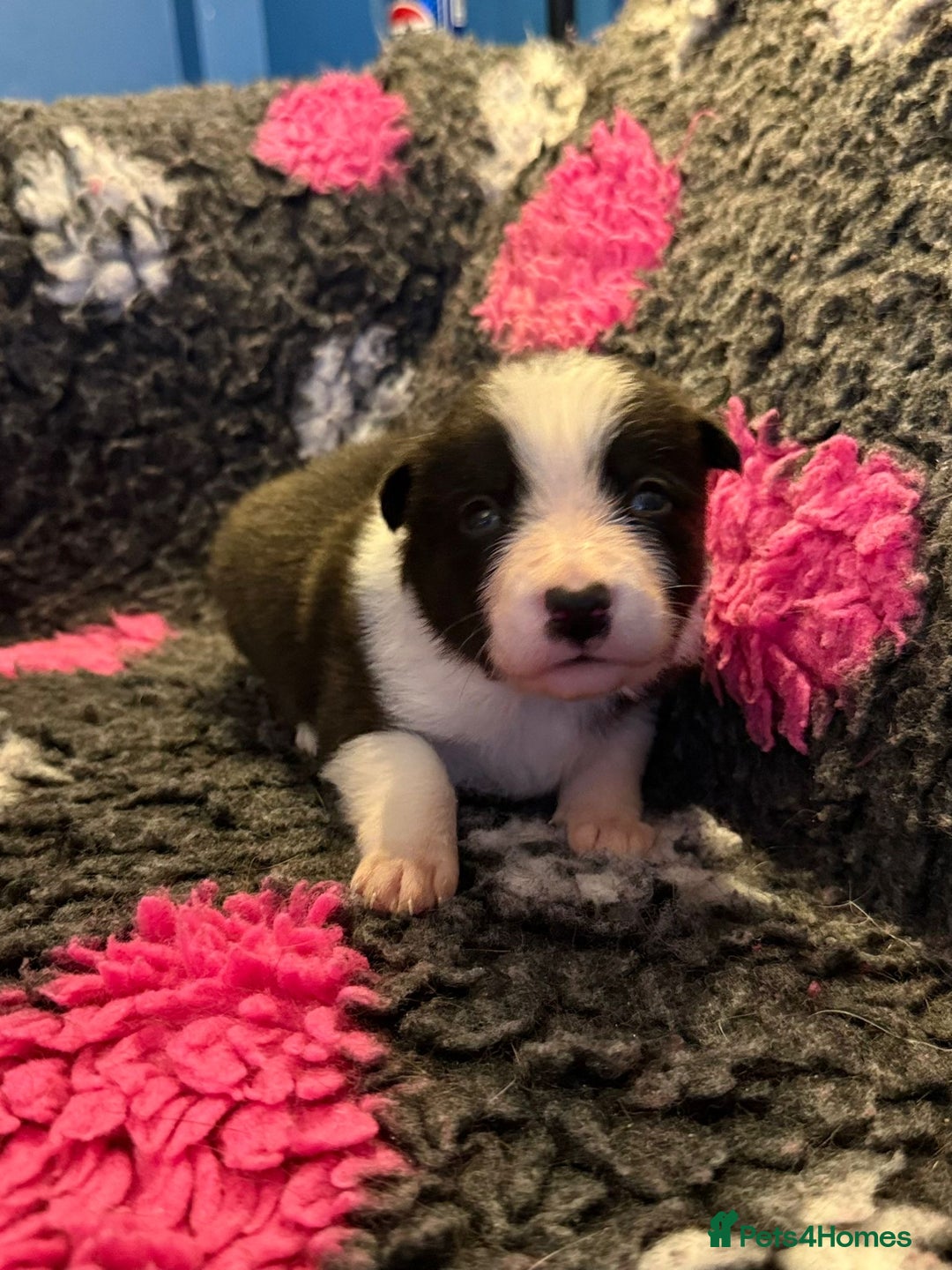 Border Collie dogs for sale: 6 stunning border collie puppies  - Image 2