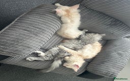 Maine Coon cats for sale: Main Coon kittens for sale - Image 32