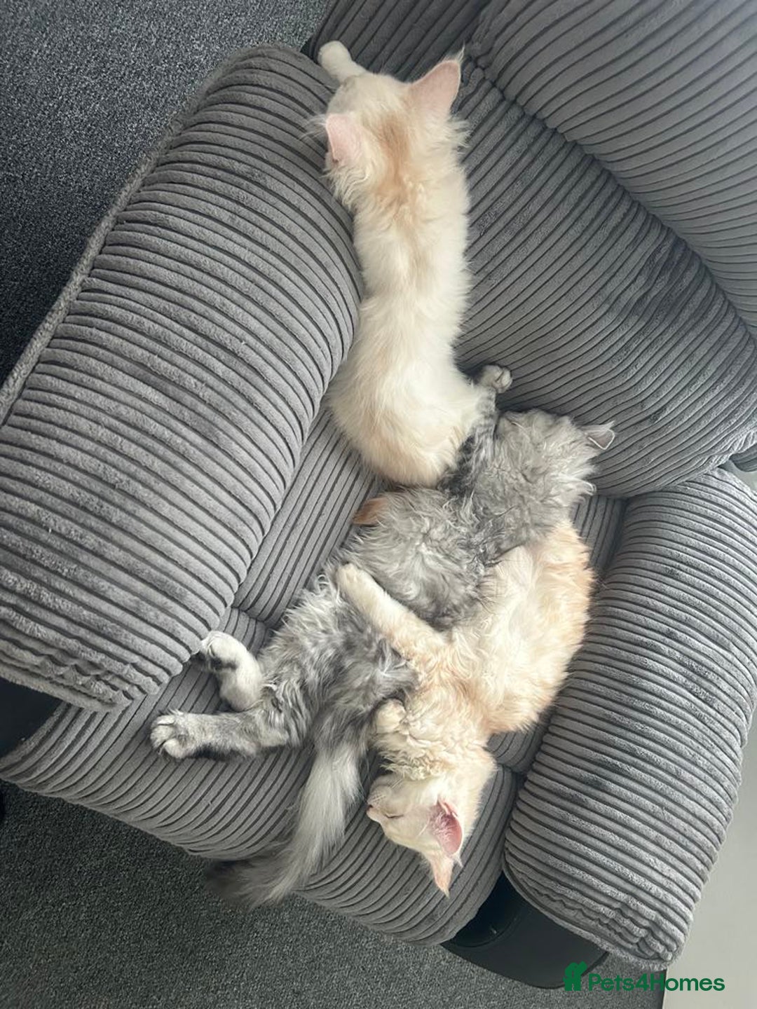 Maine Coon cats for sale: Main Coon kittens for sale - Image 32
