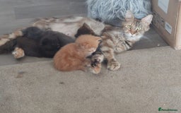 Maine Coon cats for sale: Big maine coon kittens  - Image 32