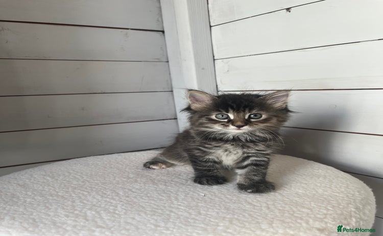 Mixed Breed cats - Advert 4