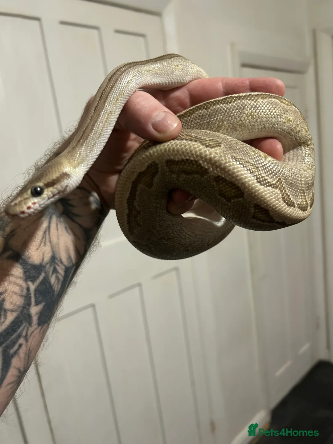 Python Snake reptiles for sale: Female fire jigsaw royal python - Advert 3