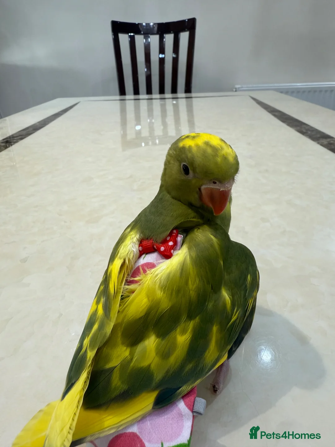 Conures birds for sale: 2 months hand tamedIndianring neck- cage-rare mut - Advert 1