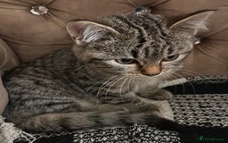 Mixed Breed cats for sale: Female mixed tabby  - Image 3