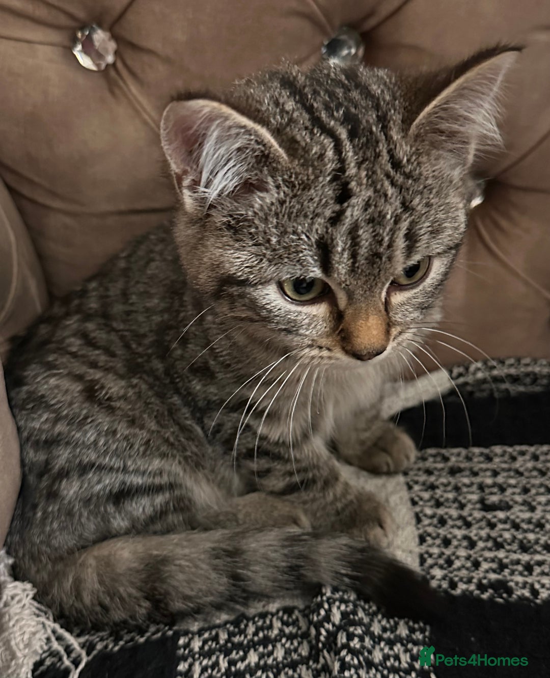 Mixed Breed cats for sale: Female mixed tabby  - Image 3