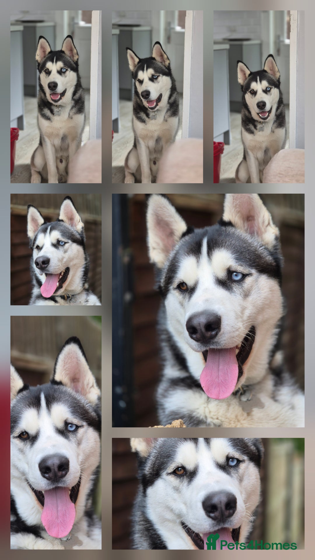Siberian Husky dogs for stud: Big boy to stud out  - Image 1