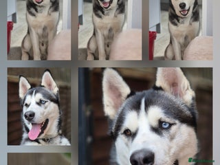 Siberian Husky dogs Husky - Advert 7