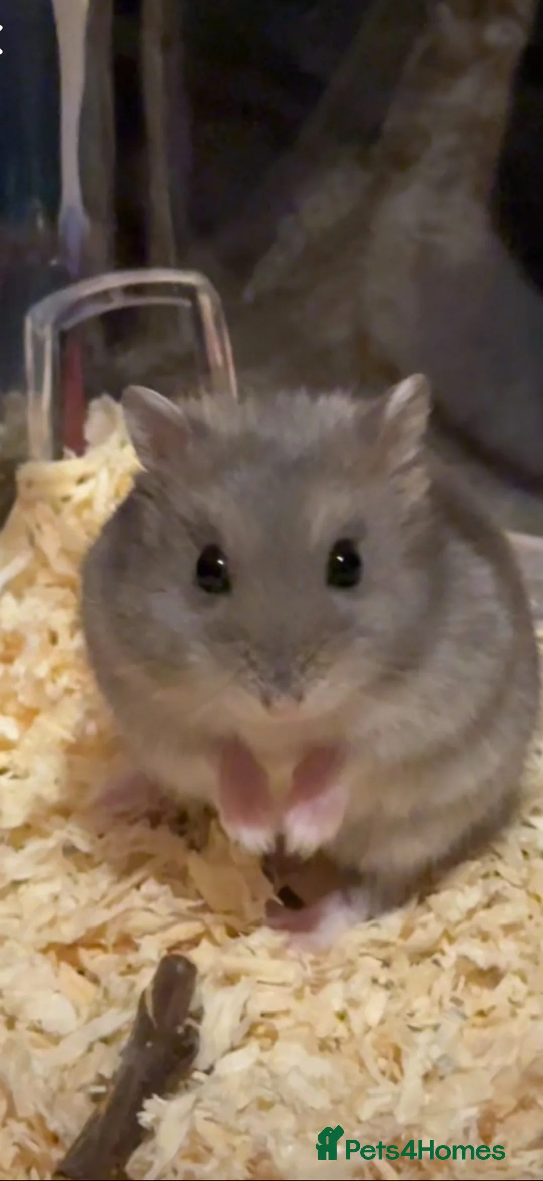 Hamster rodents for sale: Hamster for sale in Oswestry - Advert 2