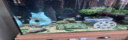 Tetras fish for sale: Small school of Congo Tetras in Macclesfield - Advert 1