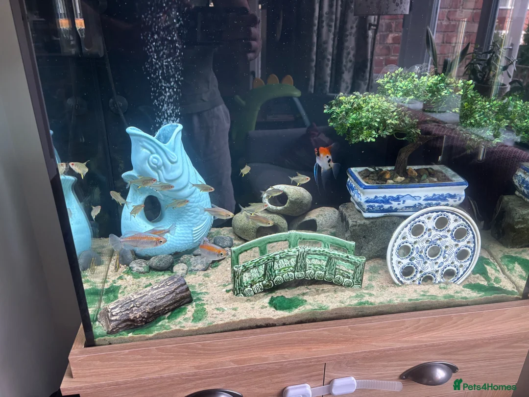 Tetras fish for sale: Small school of Congo Tetras in Macclesfield - Advert 1