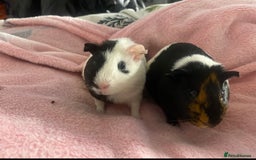 Guinea Pig rodents for sale: Rehoming My Two Loving Guinea Pigs❤️ - Image 4