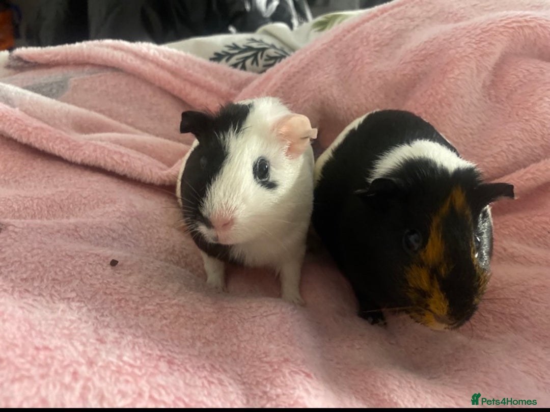 Guinea Pig rodents for sale: Rehoming My Two Loving Guinea Pigs❤️ - Image 4