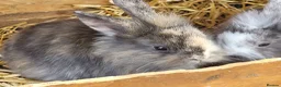 Mini Lion Lop rabbits for sale: Mini lion lops  - Advert 2