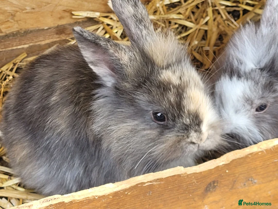 Mini Lion Lop rabbits for sale: Mini lion lops  - Advert 2