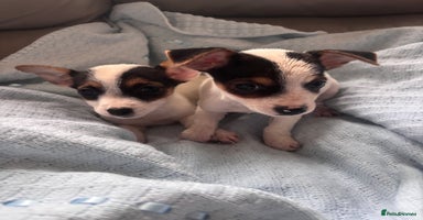 Jack Russell dogs - Advert 3