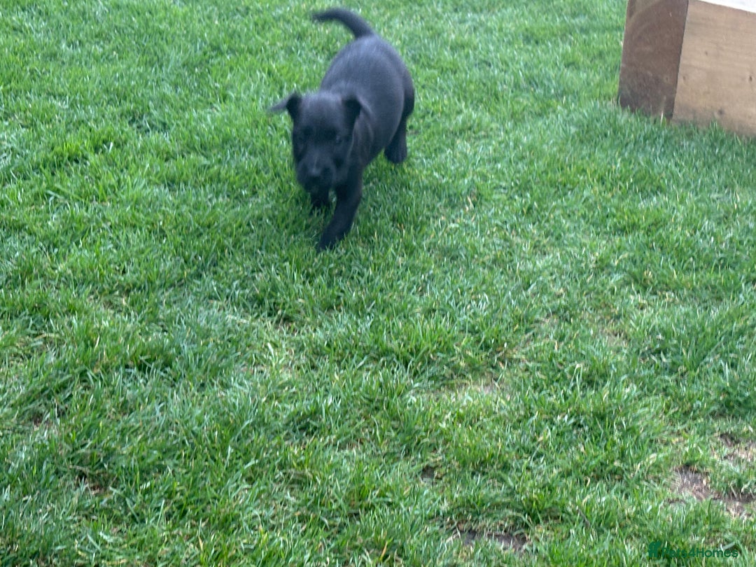Mixed Breed dogs for sale: Working Lakeland x Patterdale  - Image 13