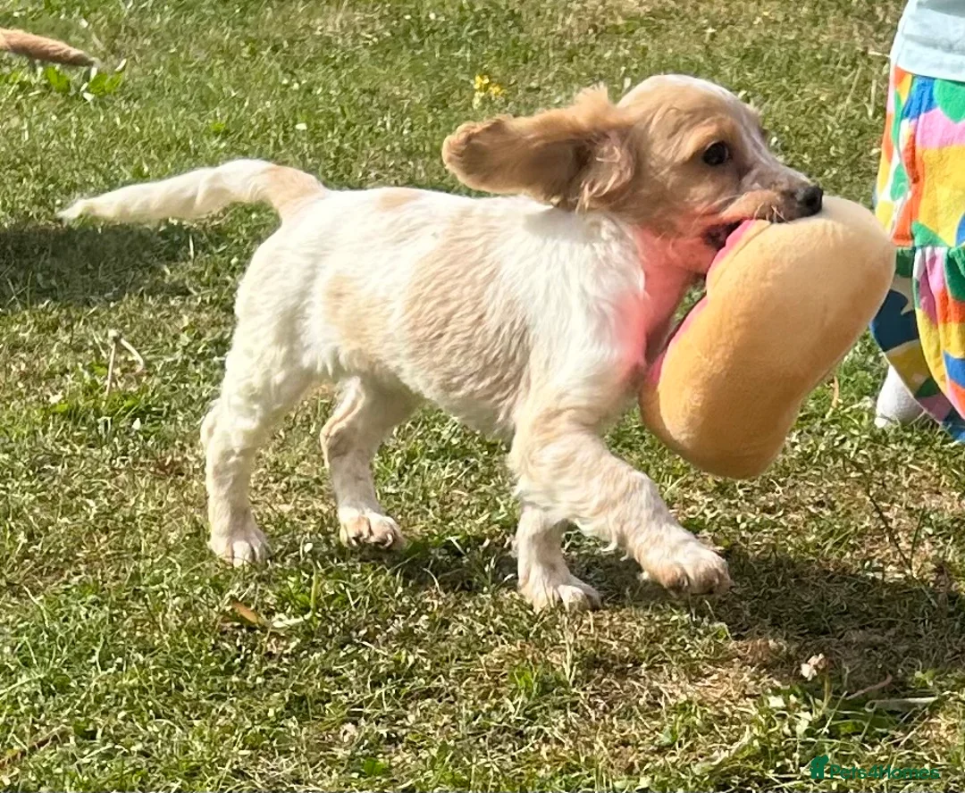 Cocker Spaniel dogs for stud: KC Registered Working Cocker Spaniel - Advert 7