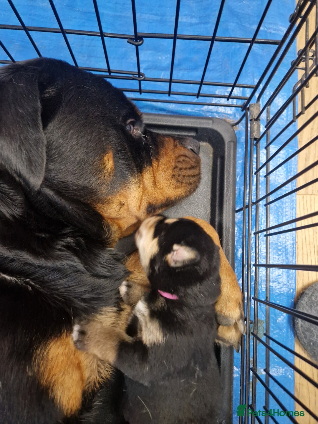 Mixed Breed dogs for sale: Adorable Rottsky Pups - Image 17